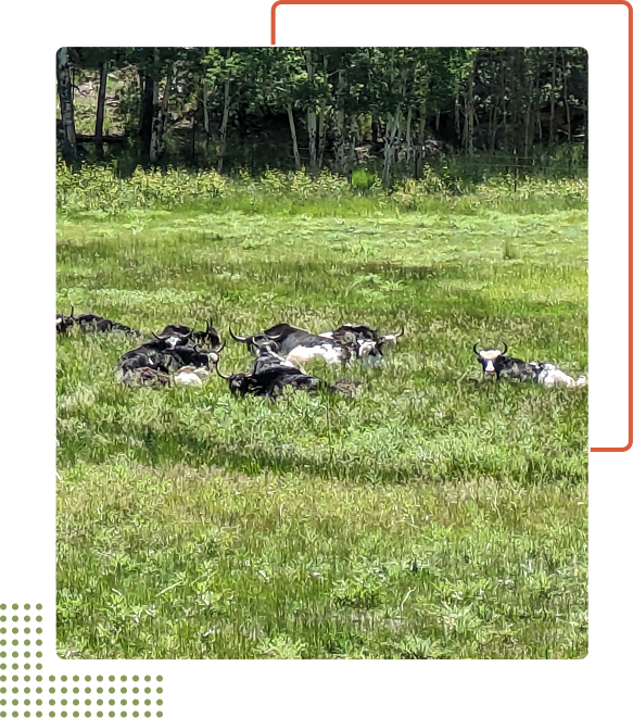 Guided Hunting Experience